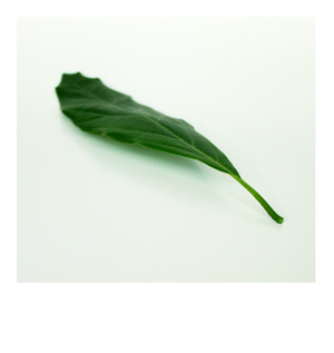 avocado leaf